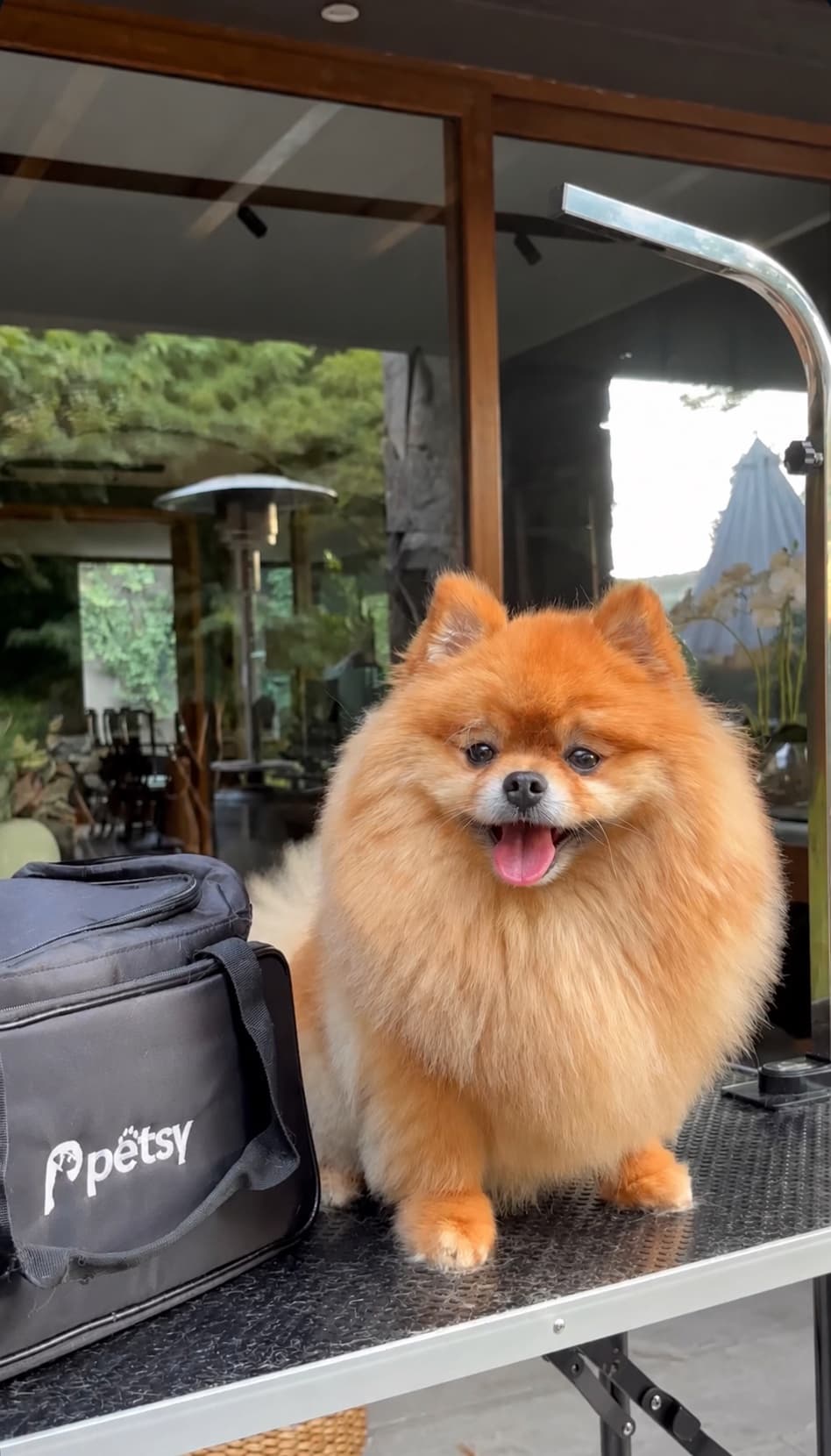 Pomerania en la mesa de peluquería Petsy