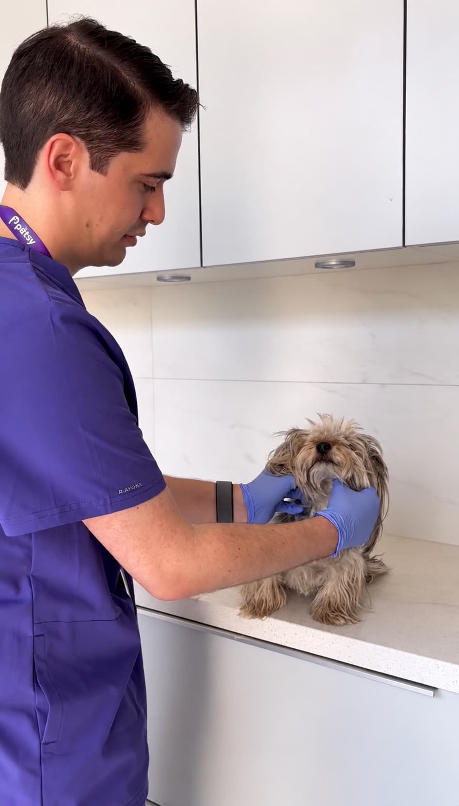 Veterinario Petsy revisando a un perro